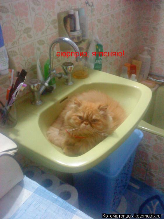 Котоматрица: сюрприз, я леняю!