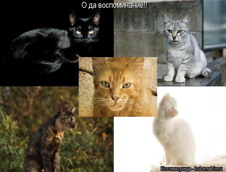 Котоматрица: О да воспоминание!!