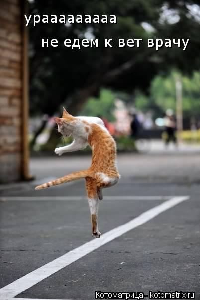 Котоматрица: урааааааааа не едем к вет врачу
