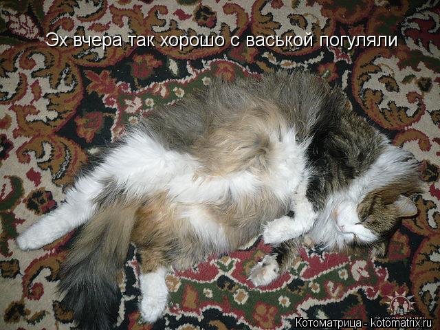Котоматрица: Эх вчера так хорошо с васькой погуляли