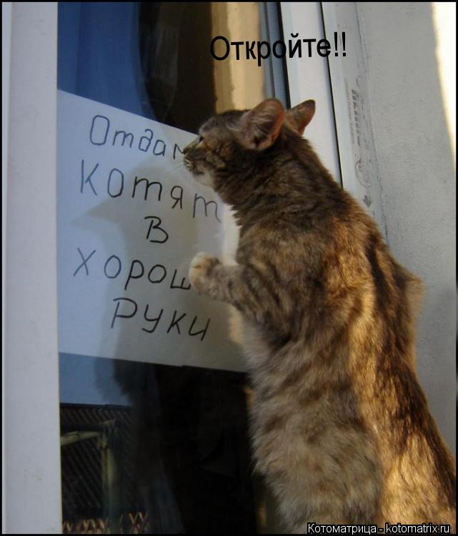 Котоматрица: Откройте!!
