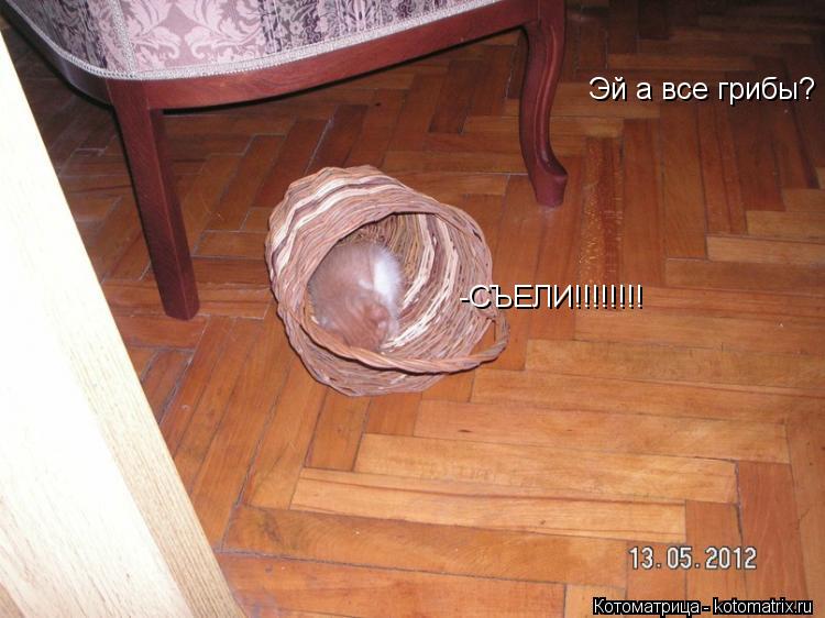 Эй а все грибы? -СЪЕЛИ!!!!!!!!... Котоматрица: Эй а все грибы? -СЪЕЛИ!!!!!!!!
