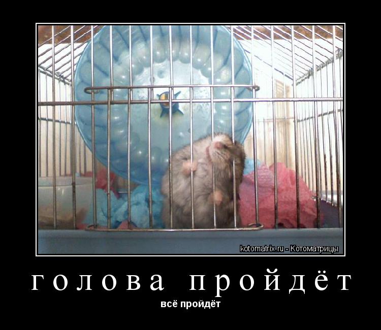 Котоматрица: голова пройдёт всё пройдёт