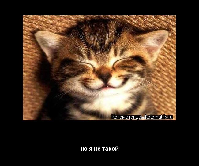 Котоматрица: правда я на паспорте красивый но я не такой
