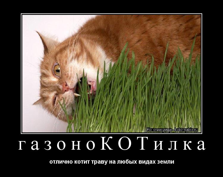 Котоматрица: газоноКОТилка отлично котит траву на любых видах земли