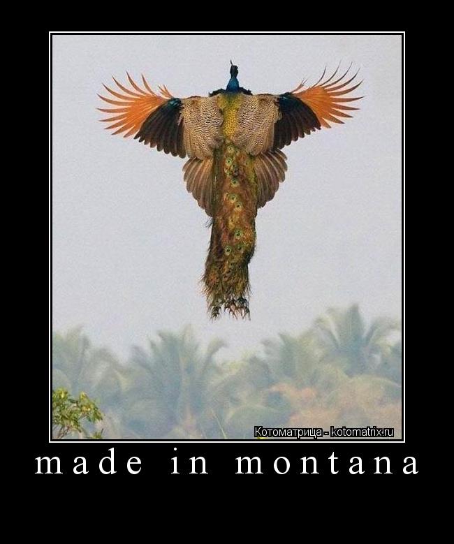 Котоматрица: made in montana 