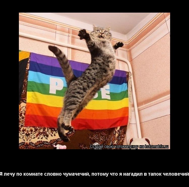 Котоматрица: Коты тоже птицы Я лечу по комнате словно чумачечий, потому что я нагадил в тапок человечий.