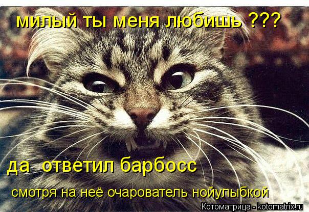 Котоматрица: милый ты меня любишь ??? да  ответил барбосс смотря на неё очарователь нойулыбкой