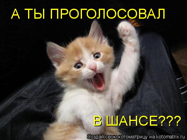 Котоматрица: А ТЫ ПРОГОЛОСОВАЛ В ШАНСЕ???