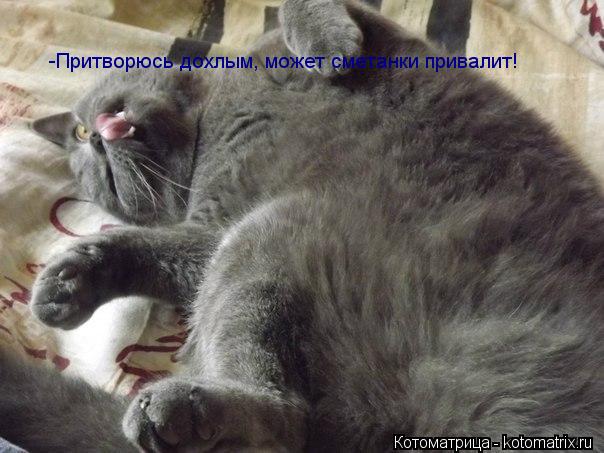 Котоматрица: -Притворюсь дохлым, может сметанки привалит!