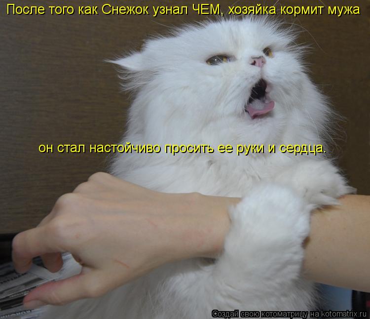 Котоматрица: После того как Снежок узнал ЧЕМ, хозяйка кормит мужа он стал настойчиво просить ее руки и сердца.