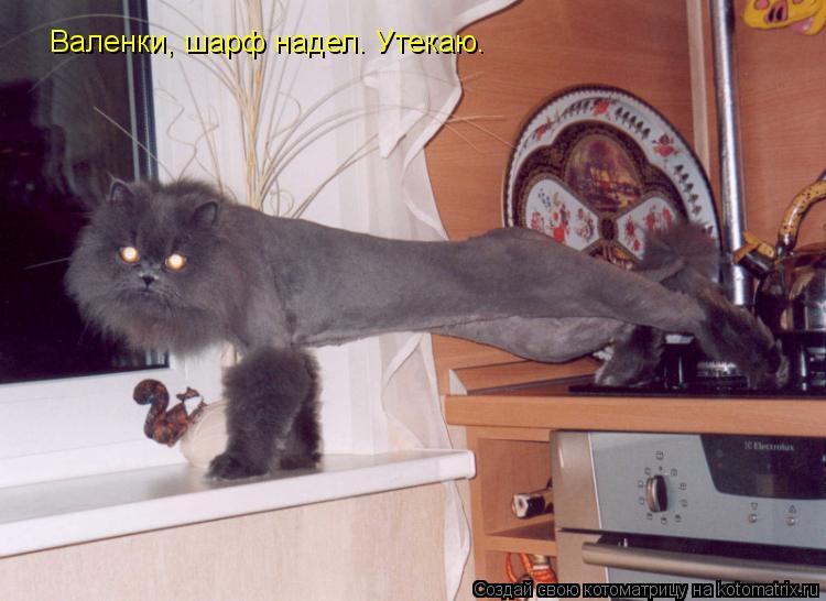 Котоматрица: Валенки, шарф надел. Утекаю.