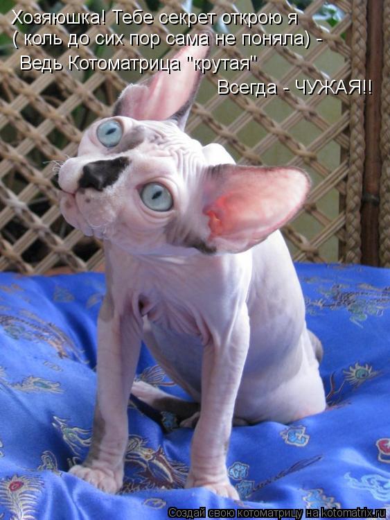 Котоматрица: Хозяюшка! Тебе секрет открою я ( коль до сих пор сама не поняла) - Ведь Котоматрица "крутая"  Всегда - ЧУЖАЯ!!