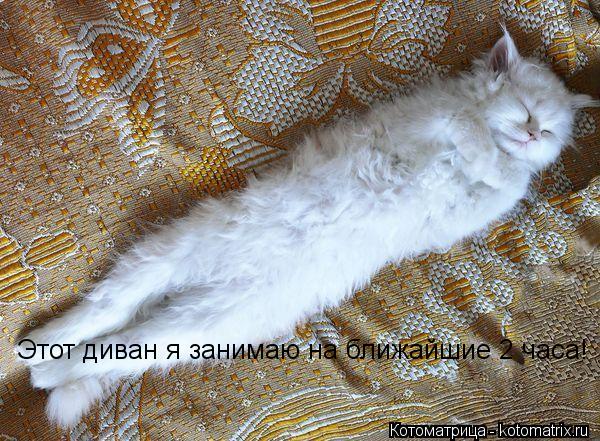 Котоматрица: Этот диван я занимаю на ближайшие 2 часа!