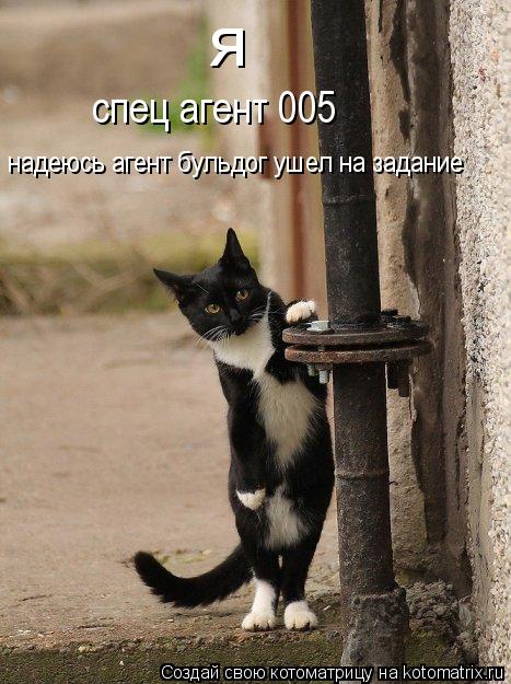 Котоматрица: я спец агент 005 надеюсь агент бульдог ушел на задание