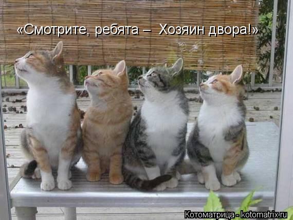 Котоматрица: «Смотрите, ребята –  Хозяин двора!»