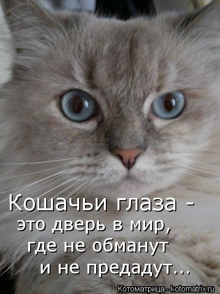 Котоматрица: Кошачьи глаза - это дверь в мир, где не обманут и не предадут...