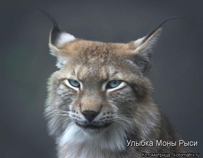 Улыбка Моны Рыси... Котоматрица: Улыбка Моны Рыси