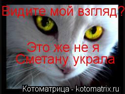 Котоматрица: Видите мой взгляд? Это же не я Сметану украла