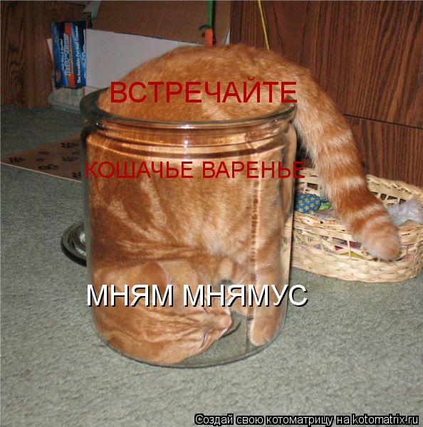 Котоматрица: ВСТРЕЧАЙТЕ КОШАЧЬЕ ВАРЕНЬЕ МНЯМ МНЯМУС