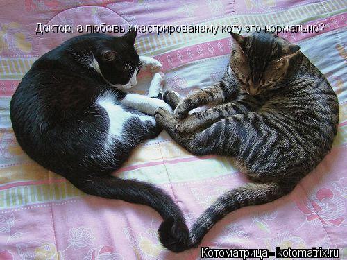 Котоматрица: Доктор, а любовь к кастрированаму коту это нормально?