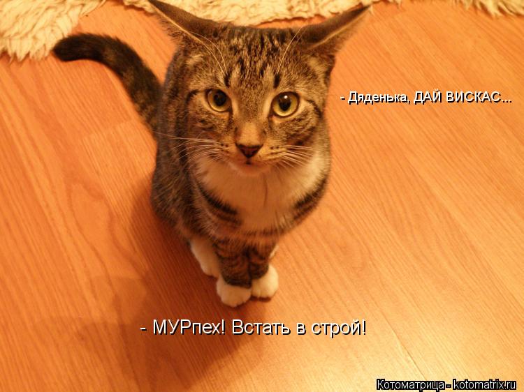 Котоматрица: - МУРпех! Встать в строй!  - Дяденька, ДАЙ ВИСКАС...