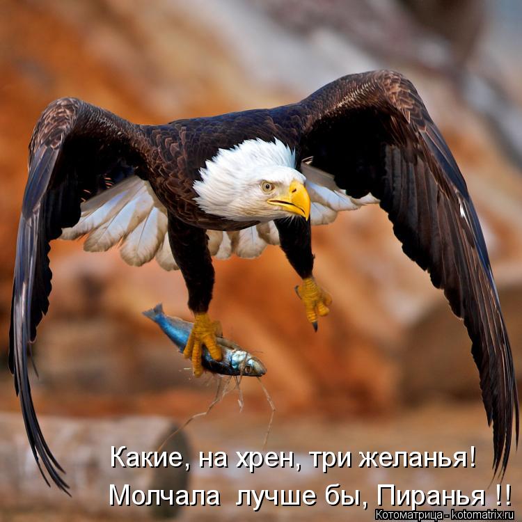 Котоматрица: Молчала  лучше бы, Пиранья !! Какие, на хрен, три желанья!