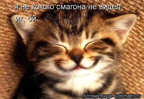 Котоматрица: я не кокого смагона не видел ик, ой