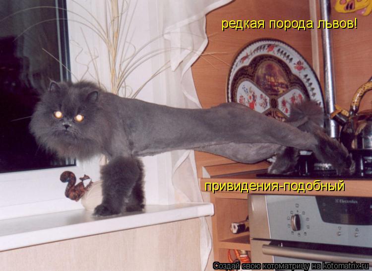 Котоматрица: редкая порода львов!  привидения-подобный