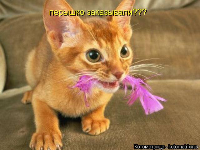 Котоматрица: перышко заказывали???