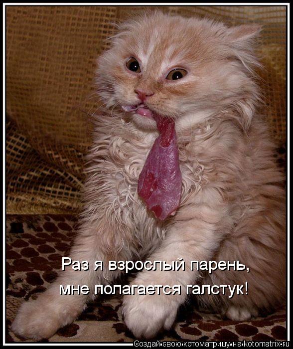 Раз я взрослый парень, мне полагается галстук!... Котоматрица: Раз я взрослый парень, мне полагается галстук!