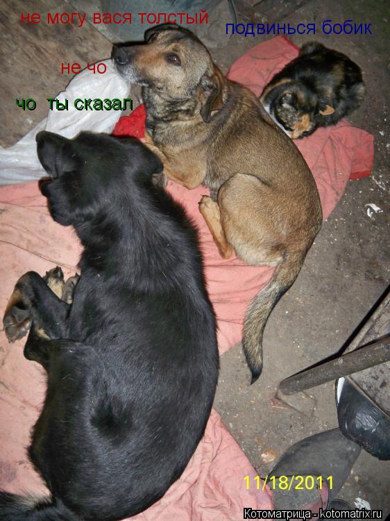 подвинься бобик не могу вася толстый чо ты сказал не чо... Котоматрица: подвинься бобик не могу вася толстый чо ты сказал не чо