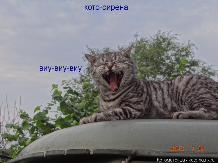 кото-сирена виу-виу-виу... Котоматрица: кото-сирена виу-виу-виу