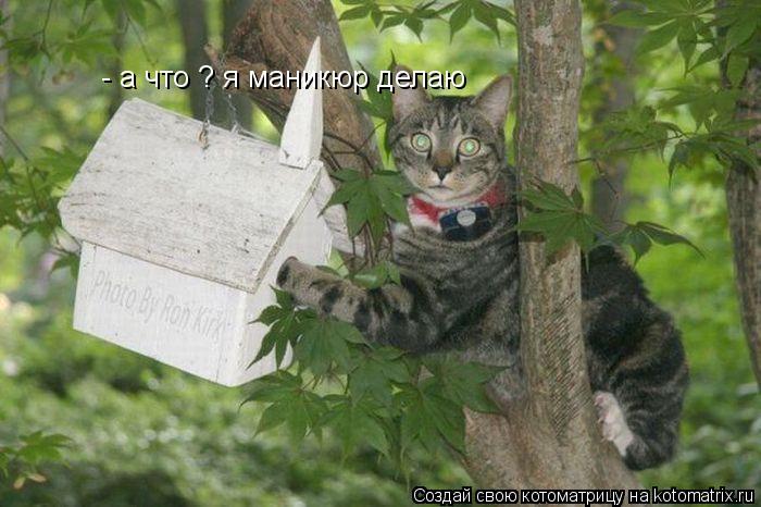 Котоматрица: - а что ? я маникюр делаю