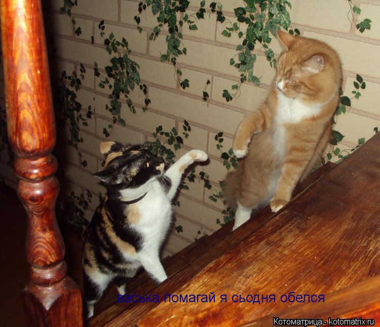 васька помагай я сьодня обелся... Котоматрица: васька помагай я сьодня обелся