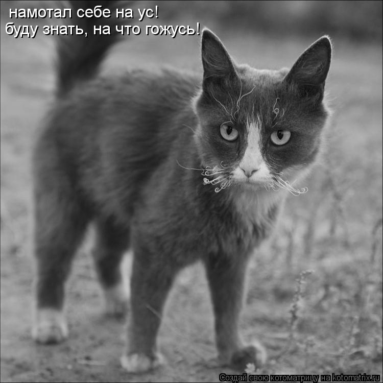 Котоматрица: намотал себе на ус!  буду знать, на что гожусь!
