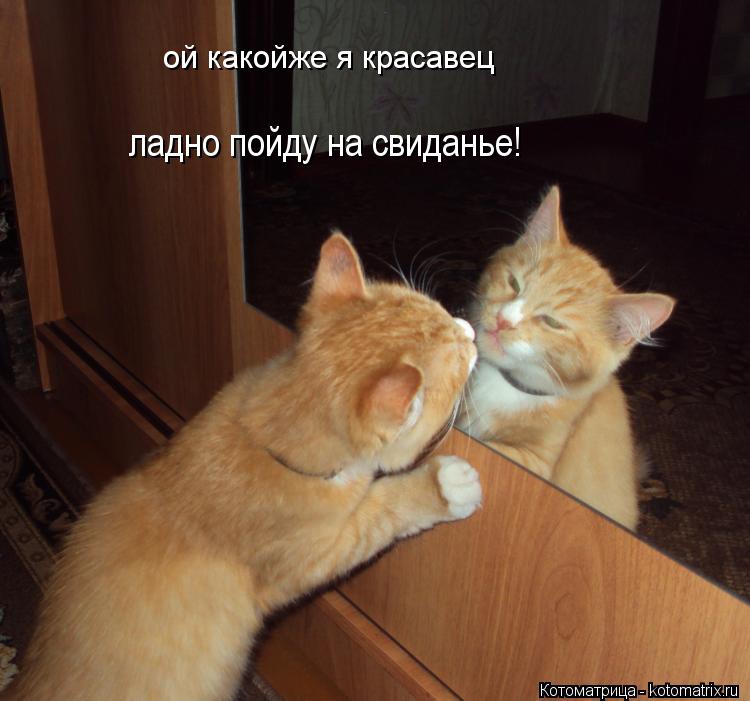 Котоматрица: ой какойже я красавец ладно пойду на свиданье!