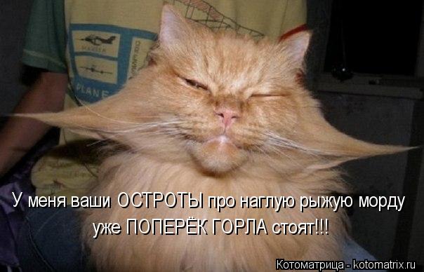 У меня ваши ОСТРОТЫ про наглую рыжую морду уже ПОПЕРЁК ГОРЛА стоят!!!... Котоматрица: У меня ваши ОСТРОТЫ про наглую рыжую морду уже ПОПЕРЁК ГОРЛА стоят!!!