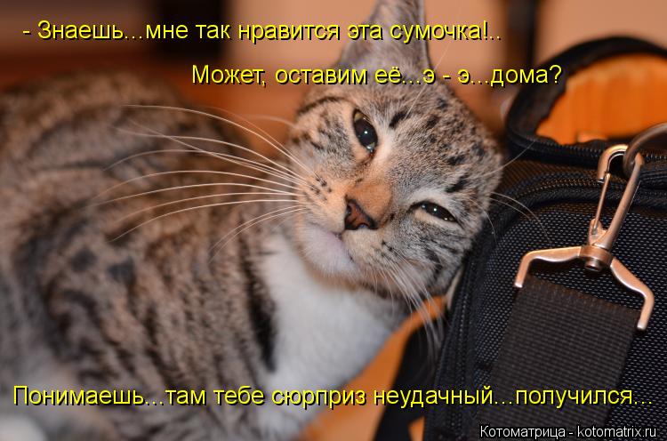 Котоматрица: - Знаешь...мне так нравится эта сумочка!.. Может, оставим её...э - э...дома? Понимаешь...там тебе сюрприз неудачный...получился...