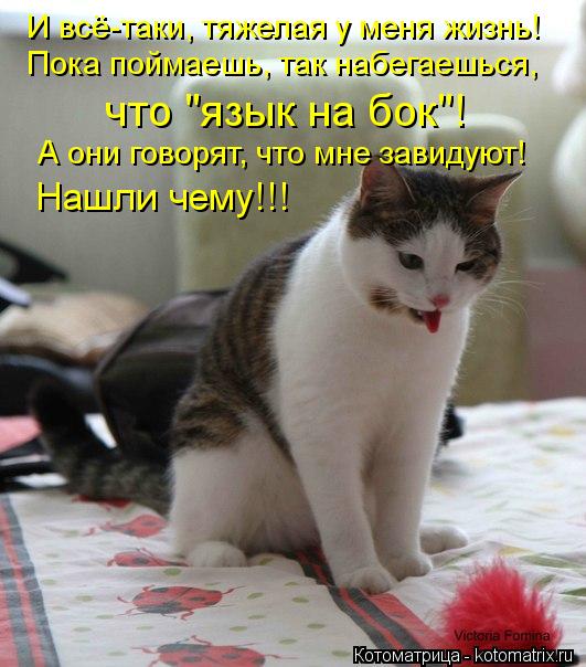 Котоматрица: И всё-таки, тяжелая у меня жизнь! Пока поймаешь, так набегаешься, что "язык на бок"! А они говорят, что мне завидуют! Нашли чему!!!