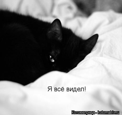 Котоматрица: Я всё видел!