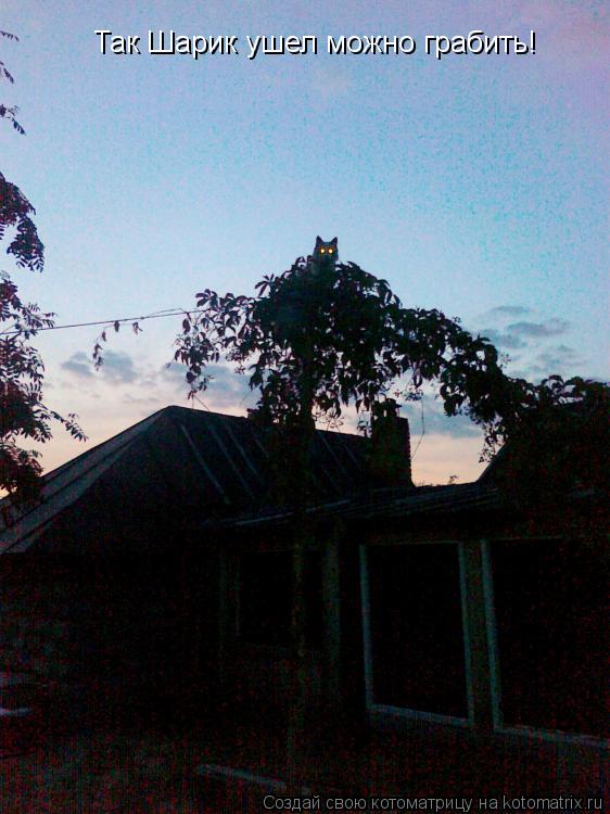 Котоматрица: Так Шарик ушел можно грабить!