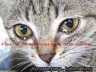 я был ТАК опечален когда узнал что кастрирован... Котоматрица: я был ТАК опечален когда узнал что кастрирован