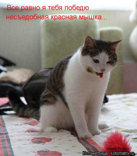 Котоматрица: Все равно я тебя победю несъедобная красная мышка...