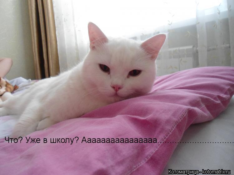 Котоматрица: Что? Уже в школу? Аааааааааааааааа....................................