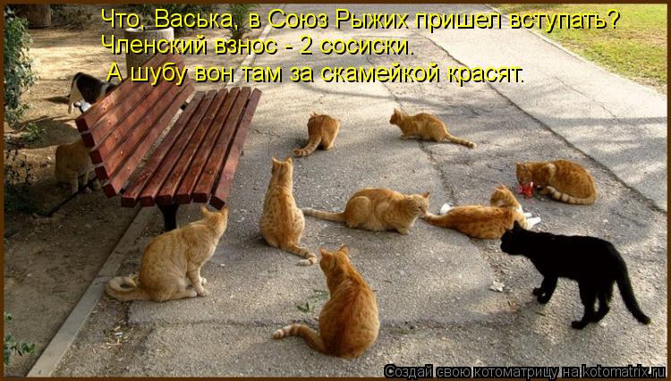 Котоматрица: Что, Васька, в Союз Рыжих пришел вступать? Членский взнос - 2 сосиски. А шубу вон там за скамейкой красят.