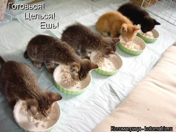 Котоматрица: Готовься! Целься! Ешь!