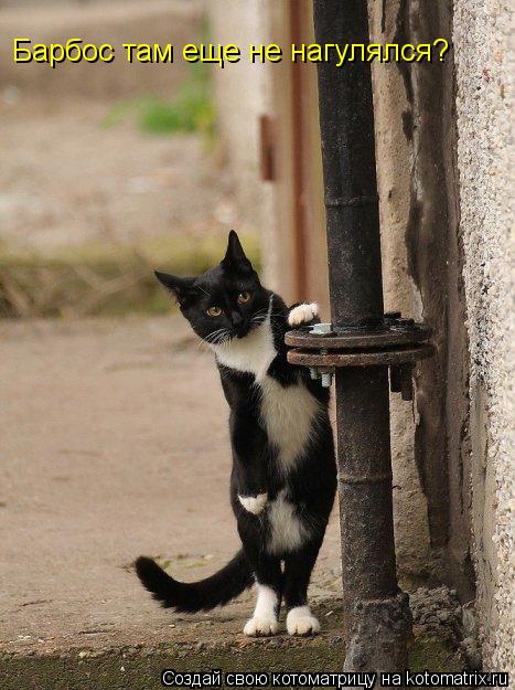 Котоматрица: Барбос там еще не нагулялся?