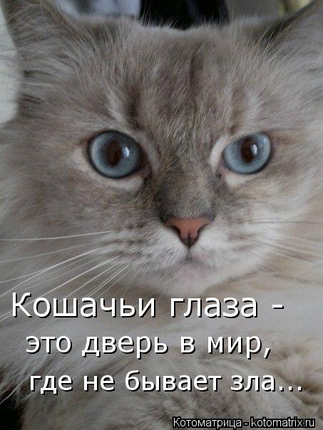 Котоматрица: Кошачьи глаза -  это дверь в мир, где не бывает зла...