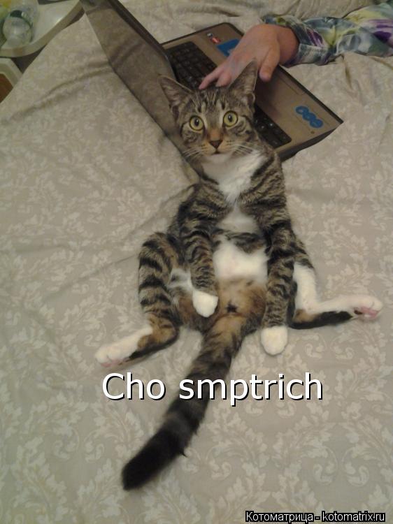Cho smptrich... Котоматрица: Cho smptrich